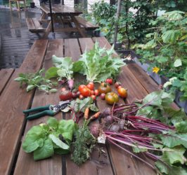 BNP’s vegetable garden at Co.station