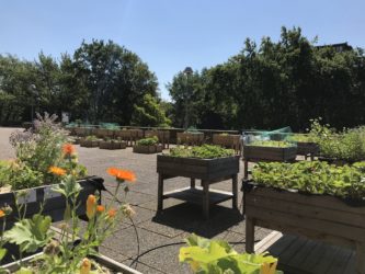 ING Vegetable garden in Etterbeek
