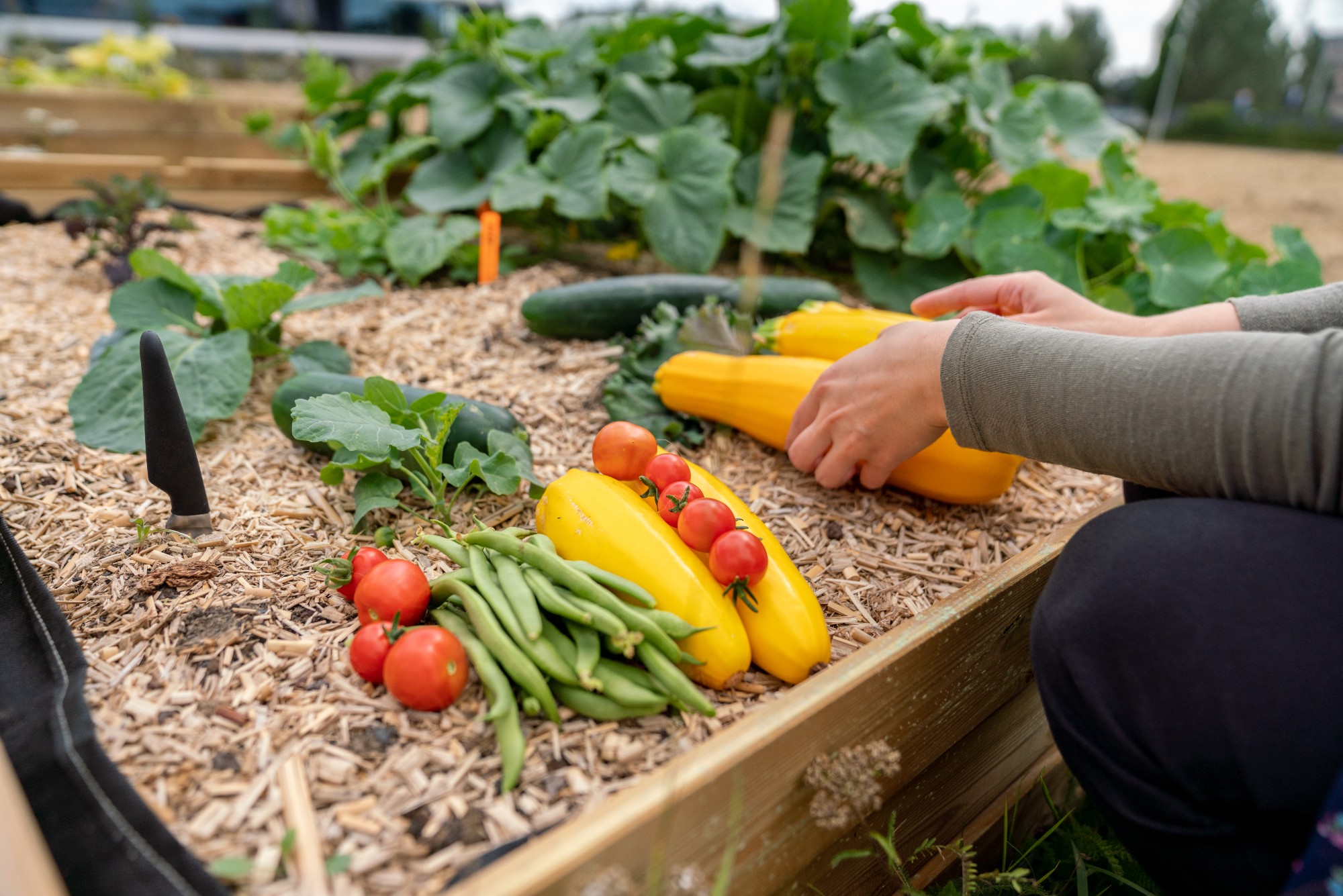 Légumes Skyfarms