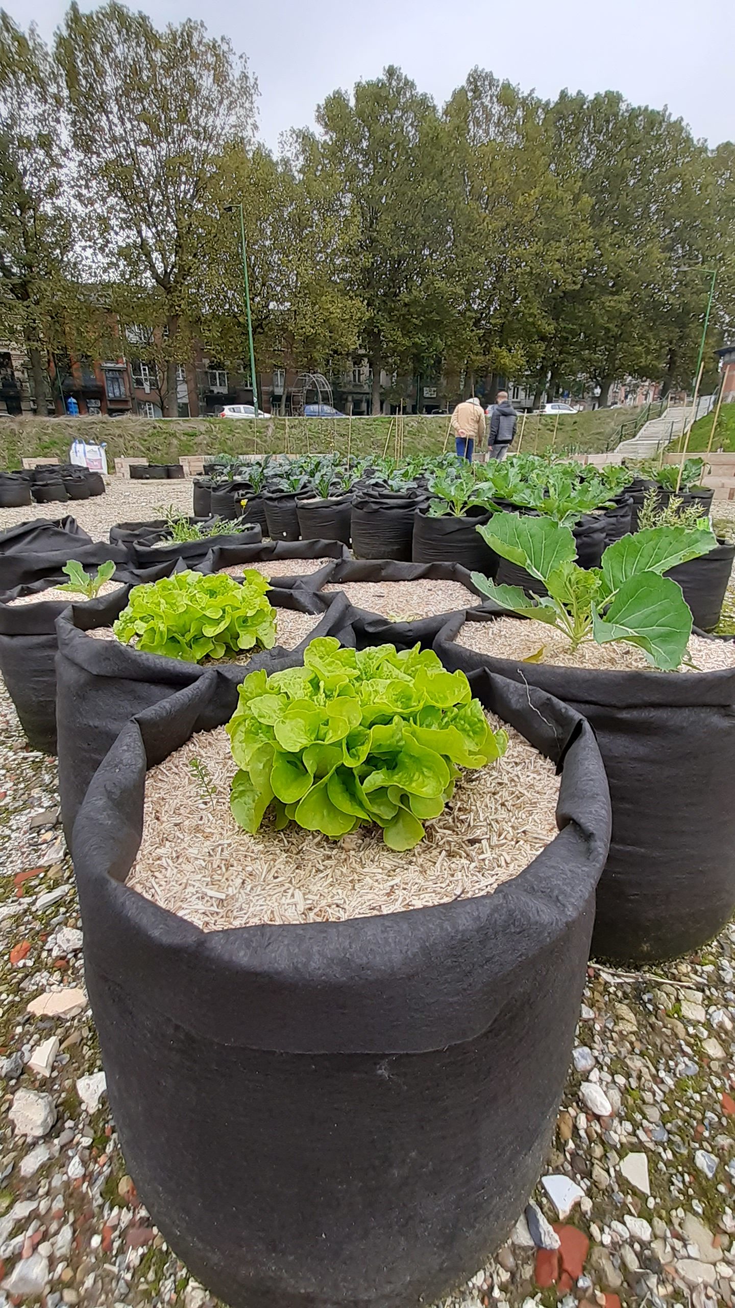Potager Zoé Drion