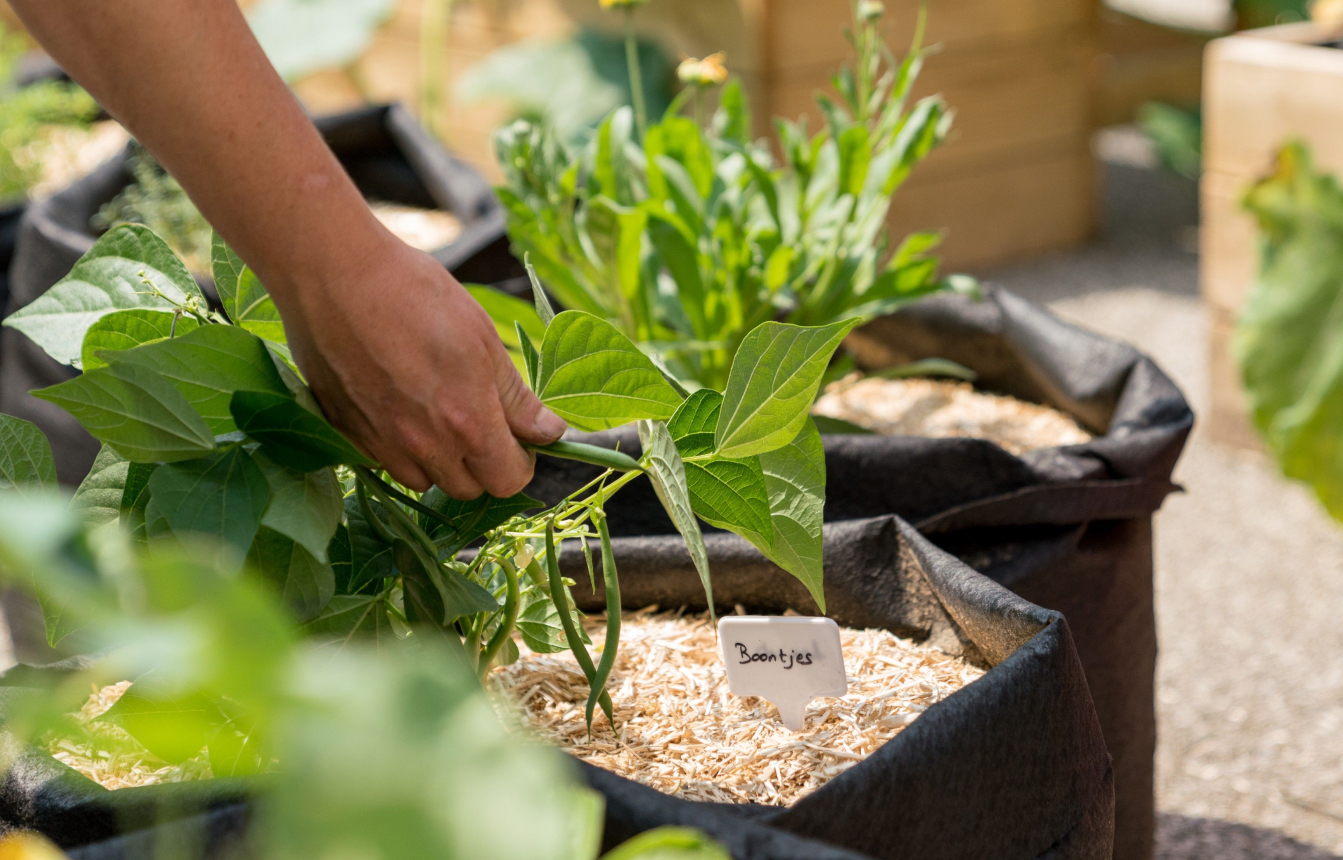 Gestion et accompagnement de potagers collectifs